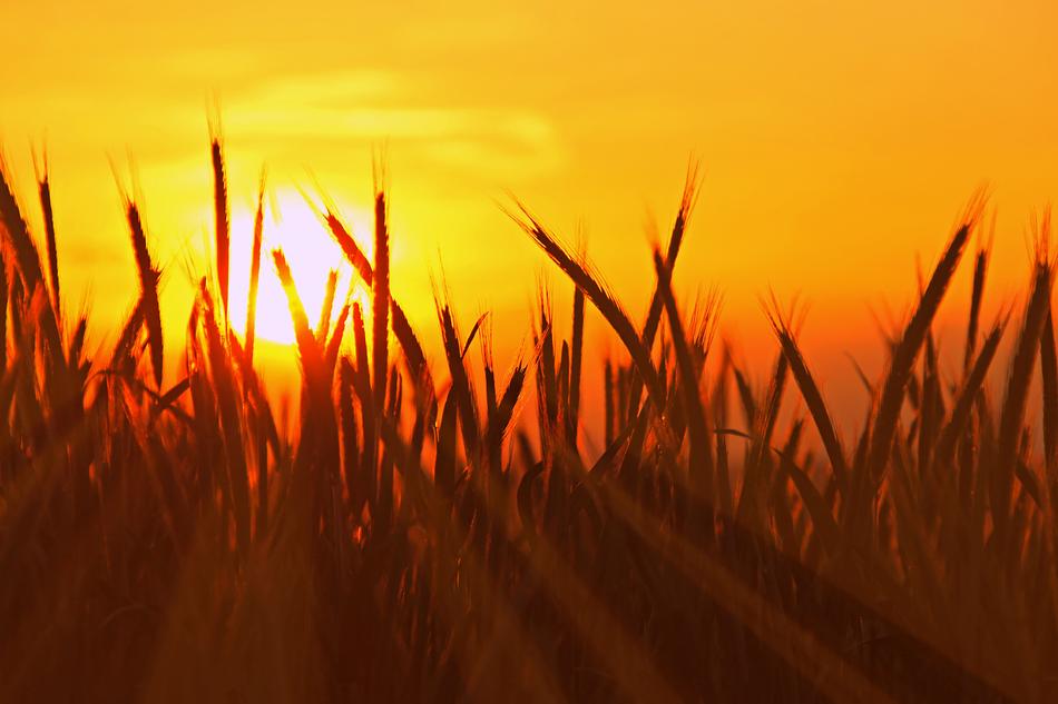 crops in the orange twilight