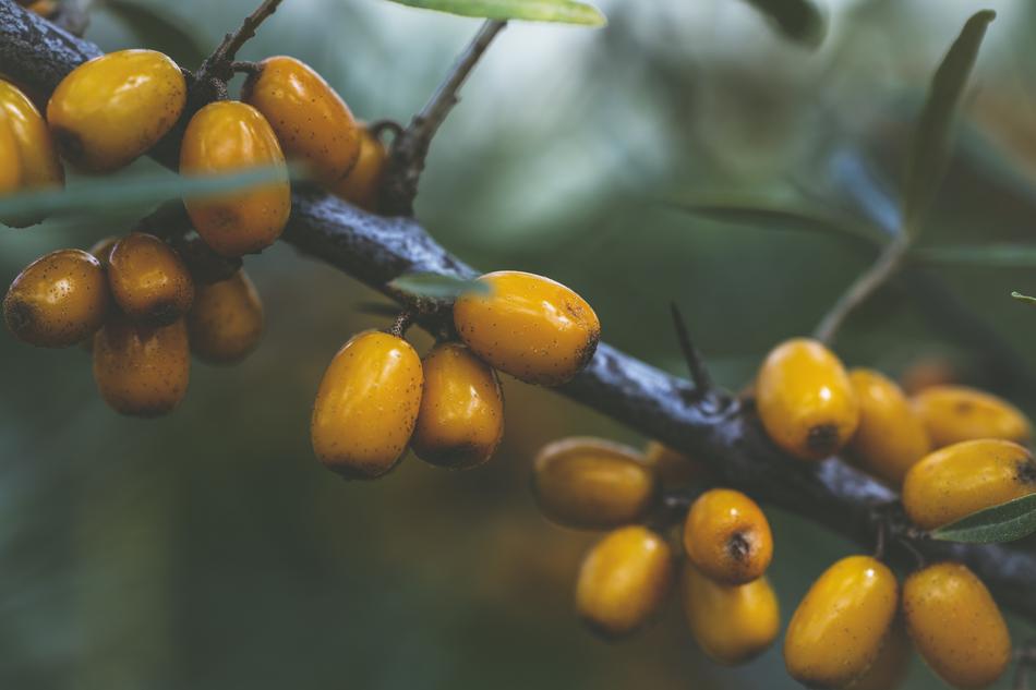 Close-up of the beautiful sea buckthorn plant with yellow and orange fruits