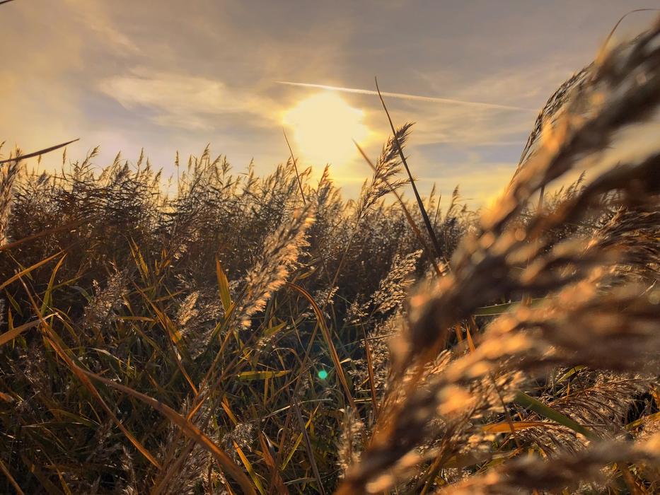 Wheatfield Field at Sunset