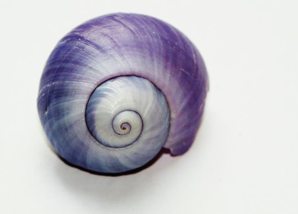 purple sea shell on white background