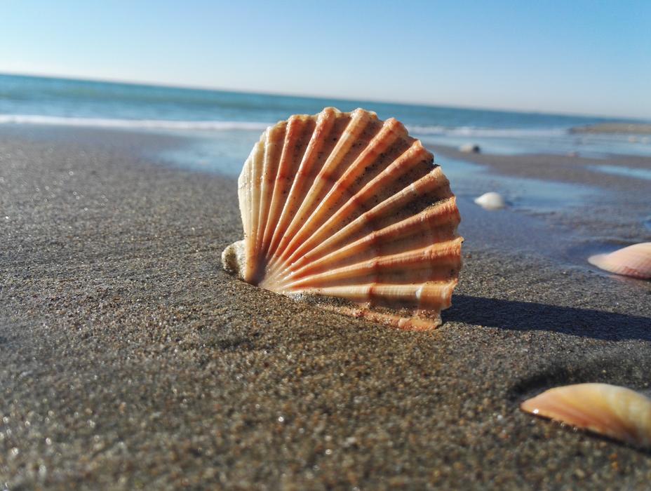Coast Beach Shell