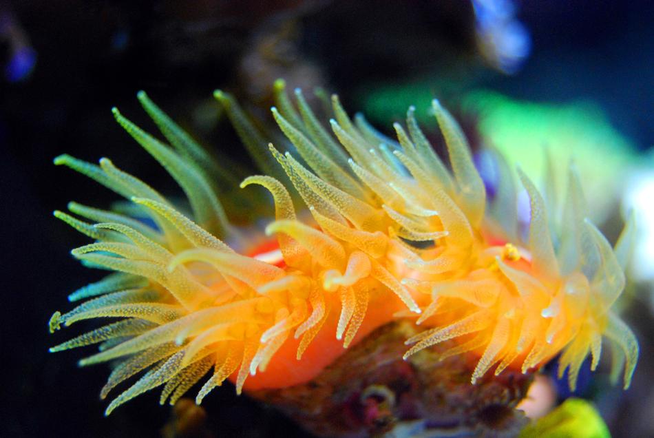Coral Reef Tentacle