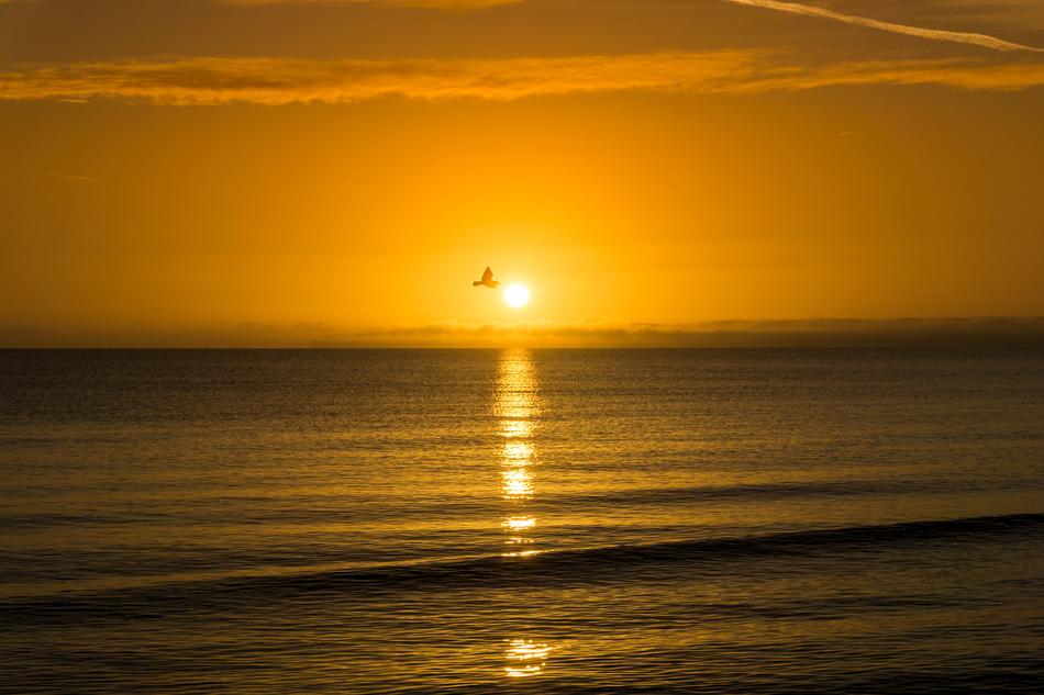 gold Sea Beach and Bird