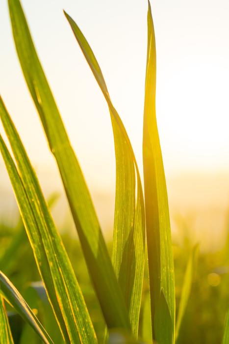 Wheat Green Leaf at Twilight
