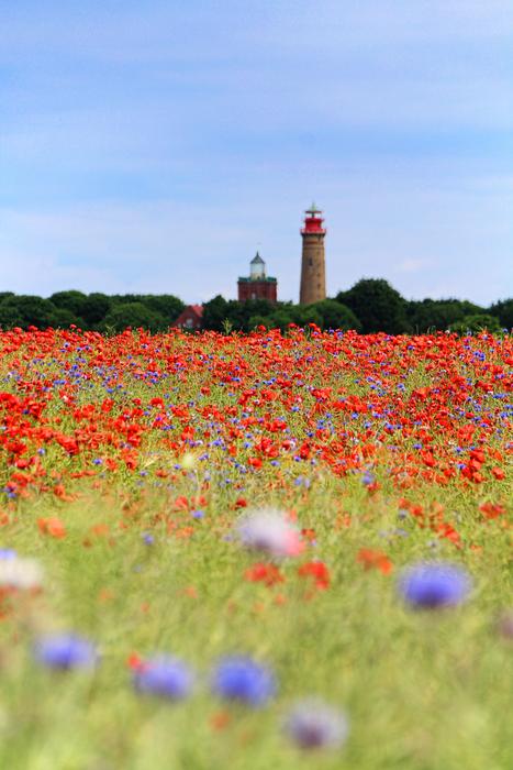 purple flowers on red poppy field on cape arkona
