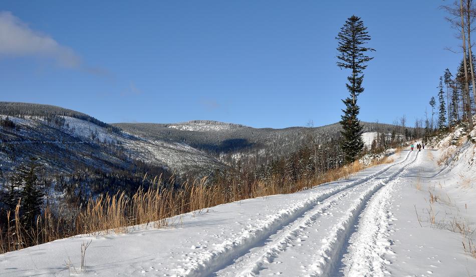 Beautiful, snowy road with colorful plants, on Beskids in Poland, in sunlight