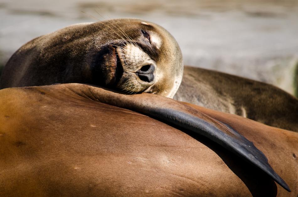 seaAnimal Mammal