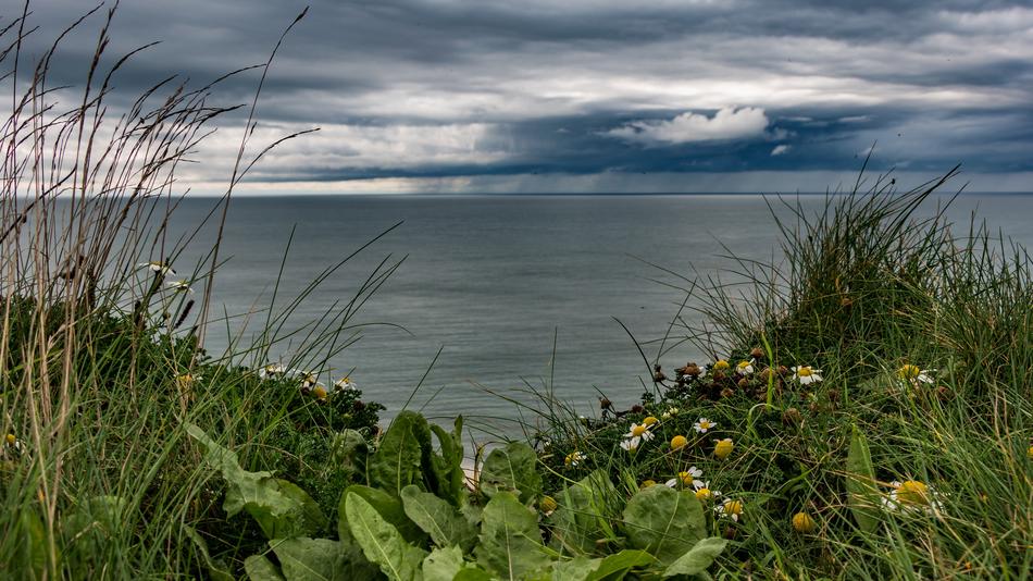 Beautiful and colorful plants and flowers on the coast of the sea, under the clouds