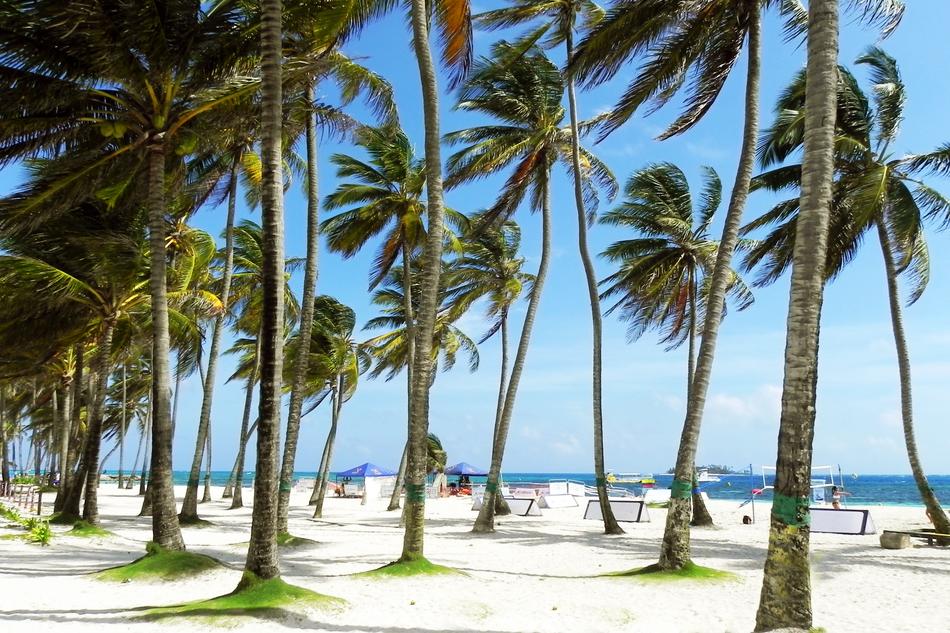 Sunny Palms Trees