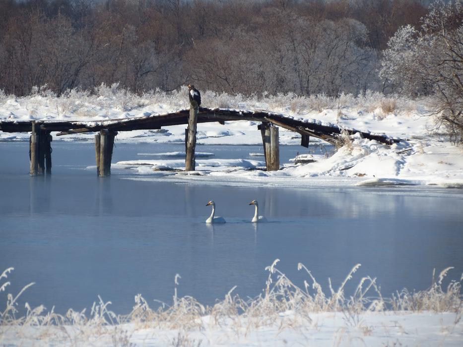 wild swans in the quiet nature of Kamchatka in winter