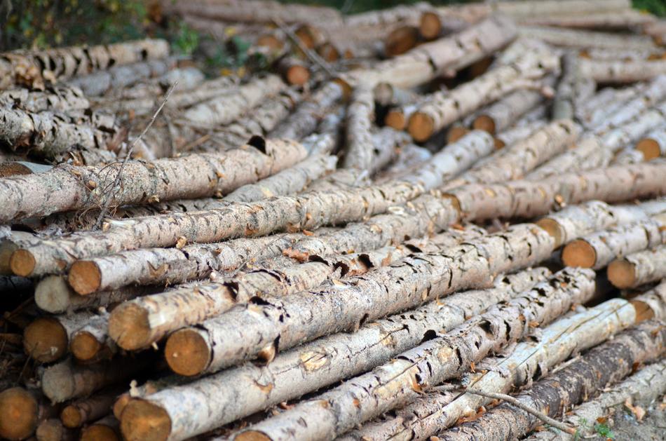 folded brushwood in the forest