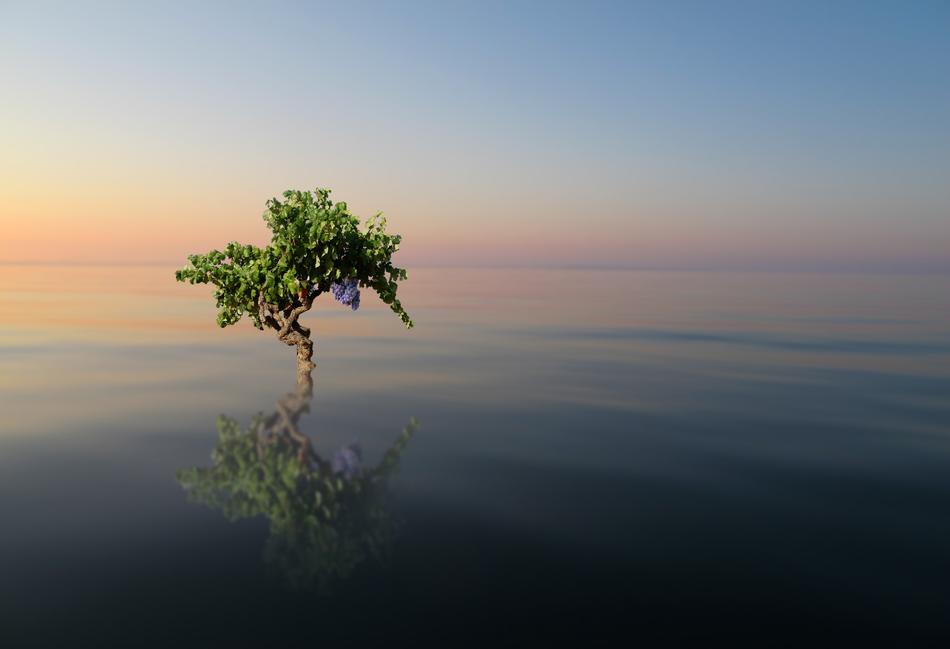 green tree among the sea