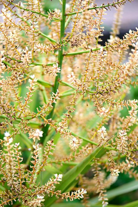 Palm Palme Plant