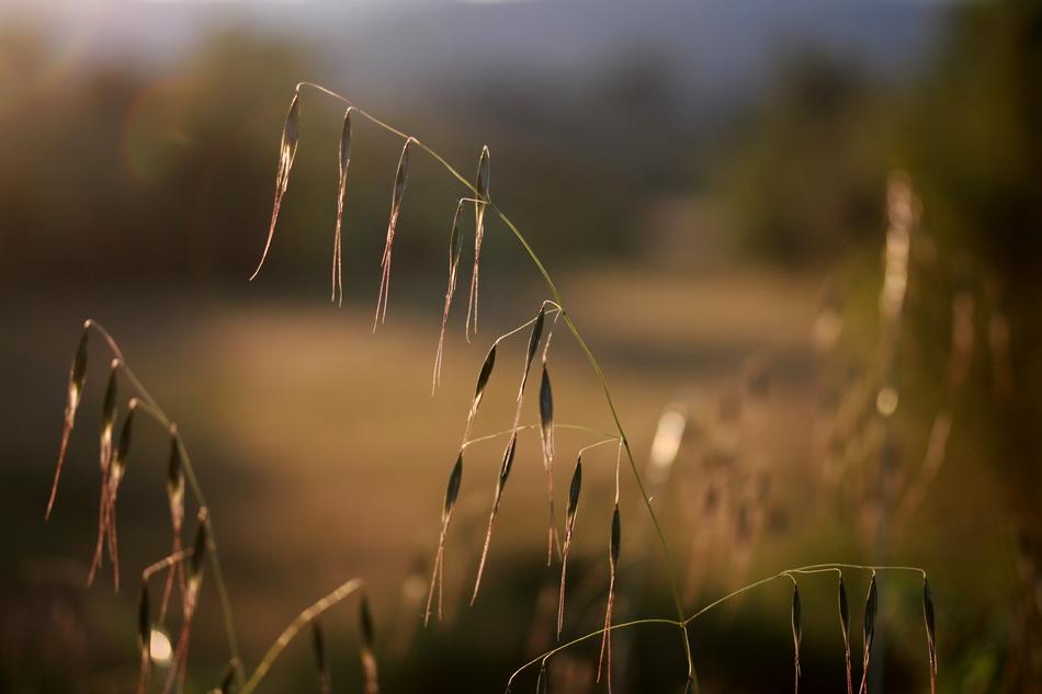Sunset Plants Shine blur