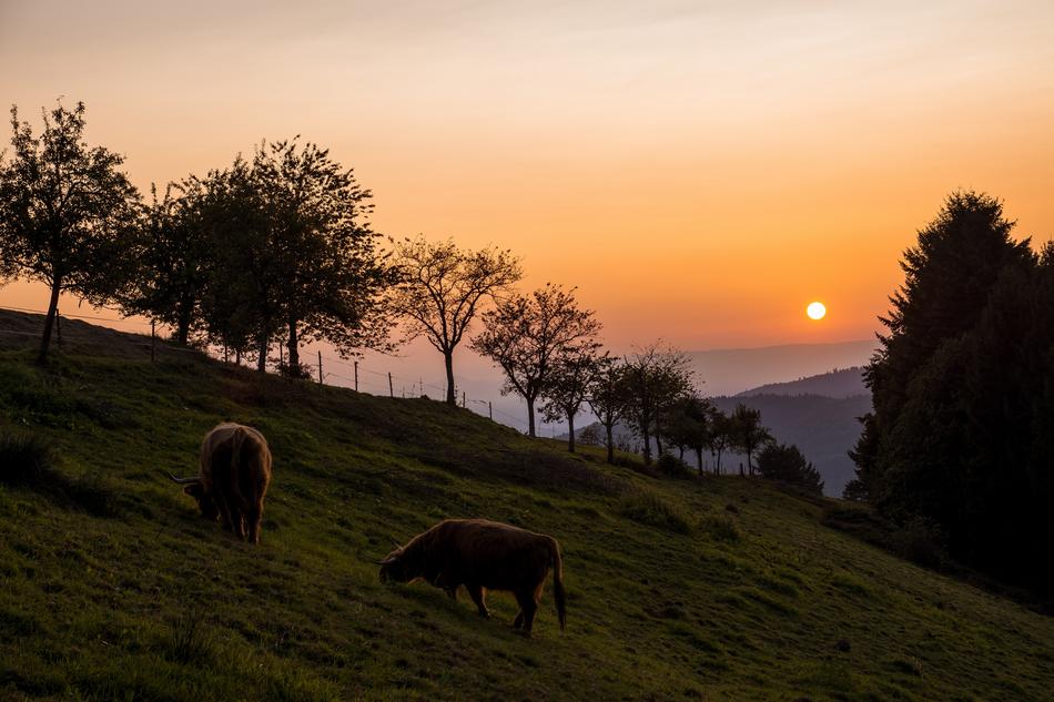 sheep on Pasture at foggy Sunset