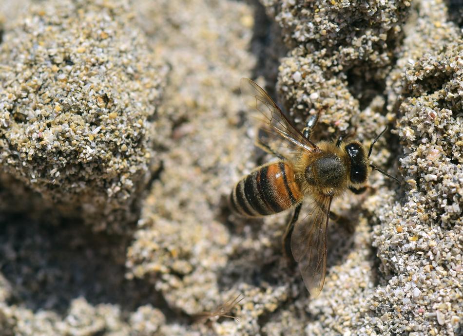 Bee Sand Insect Close