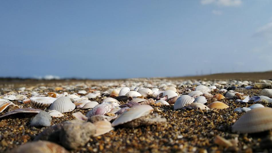 Close-up of the colorful and beautiful shells on the ground, under the blue sky with clouds