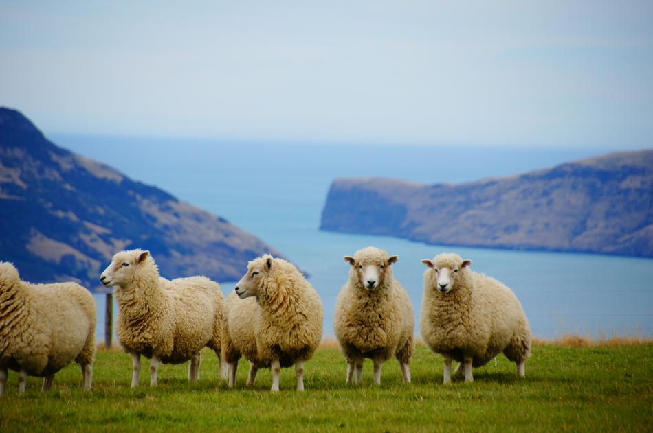flock of sheep on seaside, New Zealand