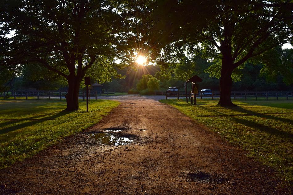 Path beneath Trees at summer Sunset