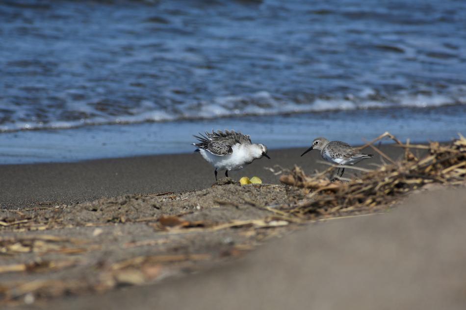 wild birds on the sea beach