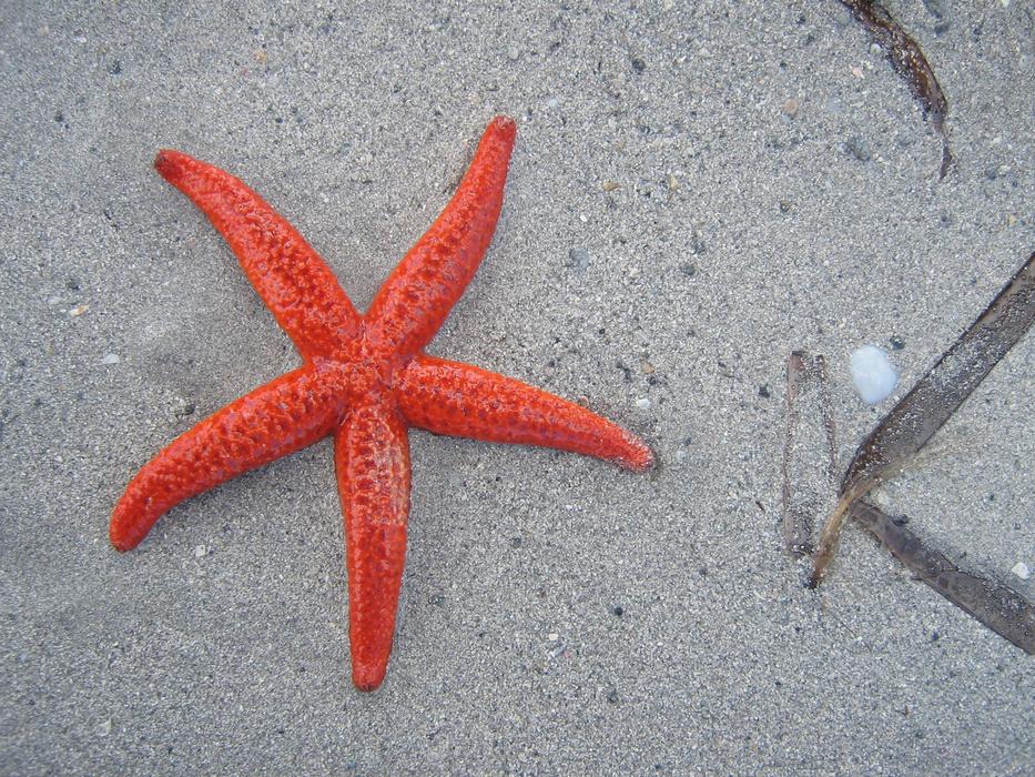 Close-up of the beautiful, red and orange starfish on the sandy beach