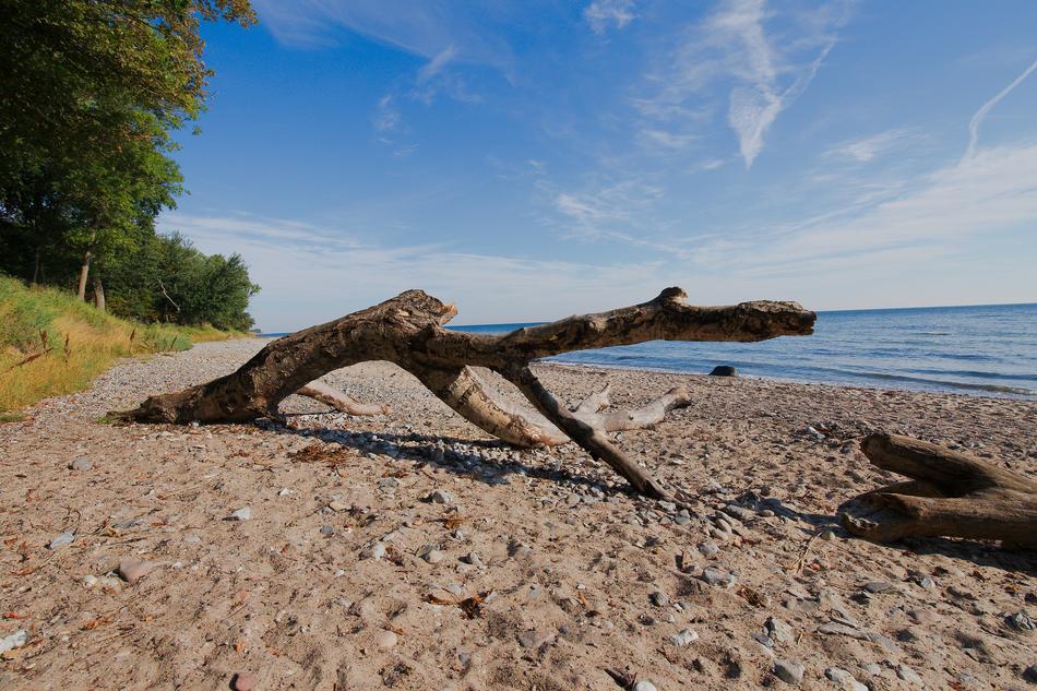 wood trunk on beach