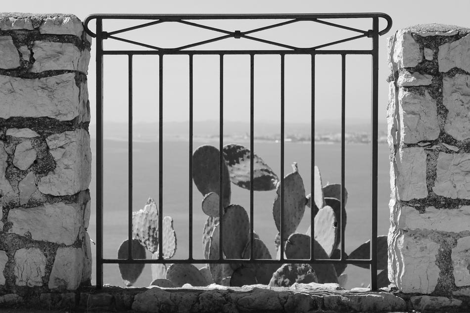 Black and white photo with the beautiful cactus, behind the wall with fence, at background with the landscape of Serene in France