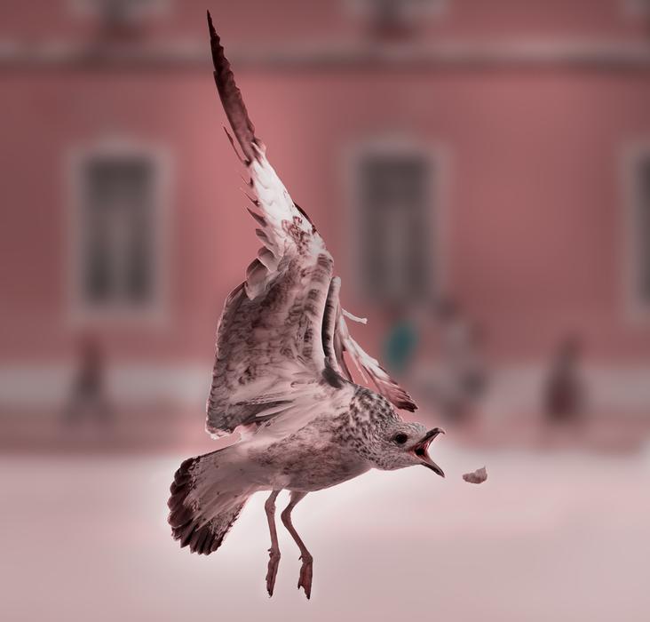 Lisbon beach bird