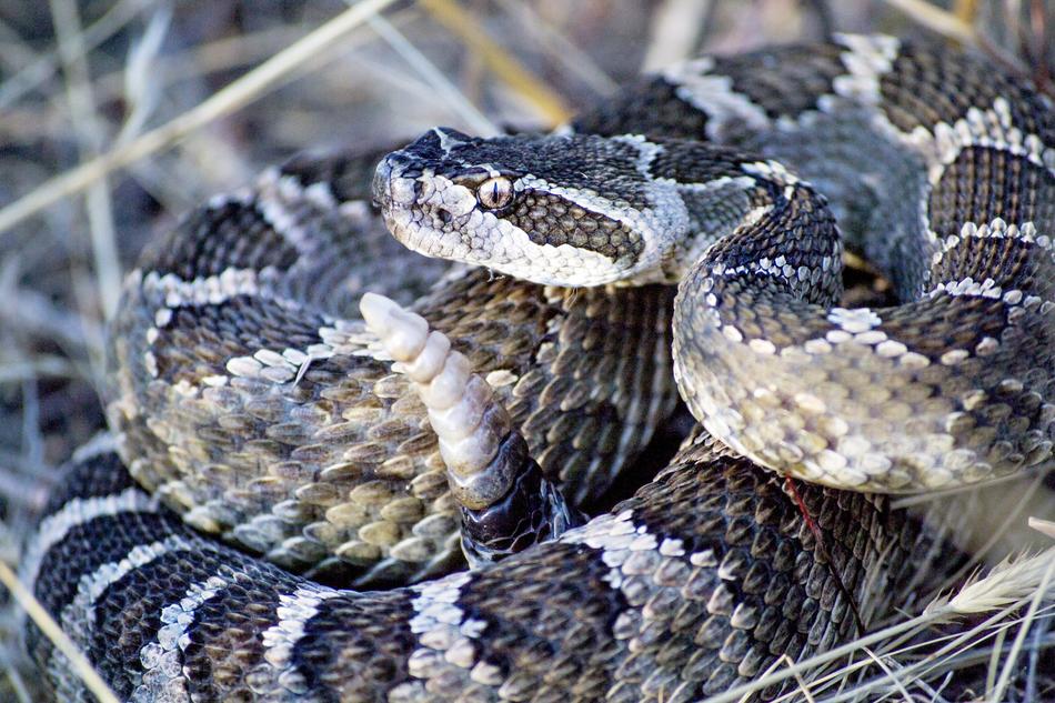Close-up of the colorful and beautiful rattlesnake among the colorful plants