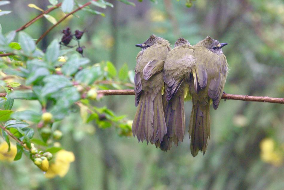 three Bulbul Song Birds perched branch, thailand