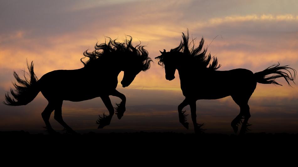Horses Silhouette On The Sunset