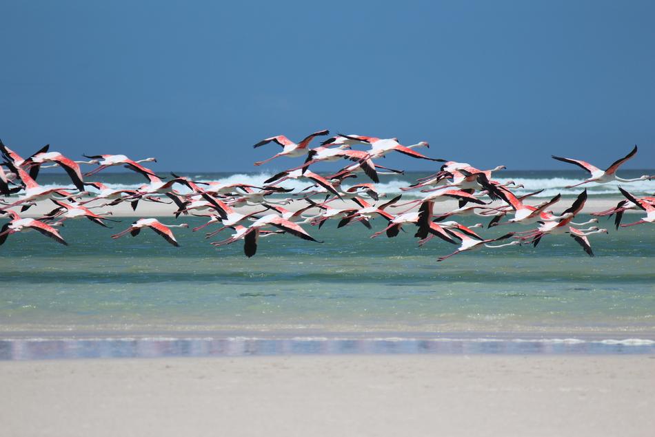 Beautiful and colorful flamingo birds flying above the sandy beach of South Africa