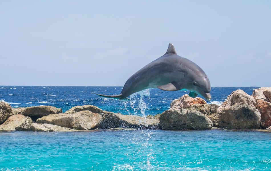 dolphin jumping in the bay