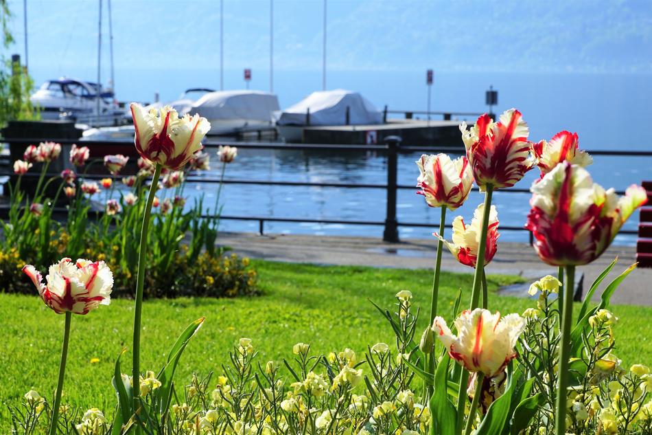 Locarno Tulips Flowers port