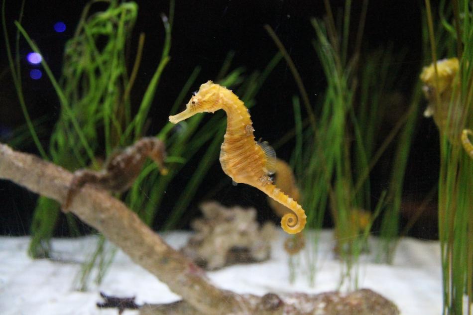 Sea Horse Is Horsey