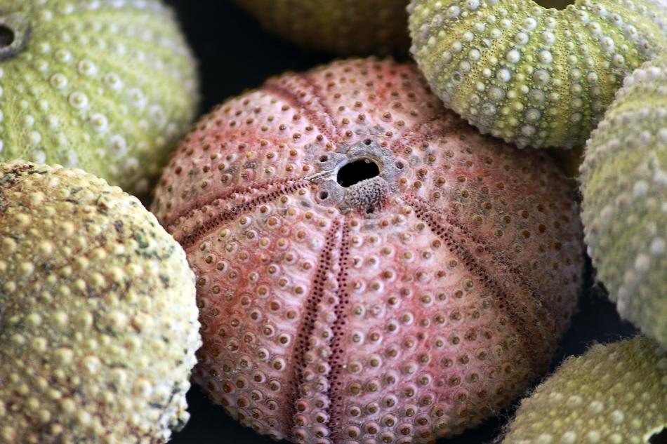 Sea ​​Urchin Skeletons Texture decoration