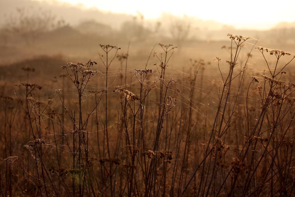 The Haze Cobwebs Autumn