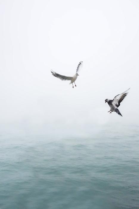 Seagull Doves Wings
