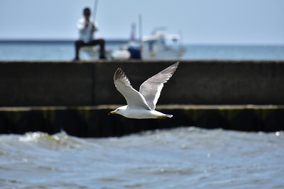 seagull flying in front of fisherman on pier