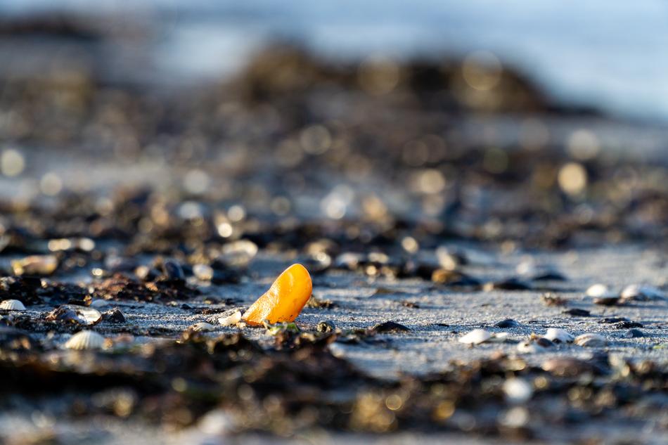yellow amber on the Baltic sea beach