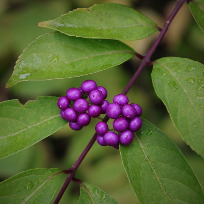 purple Fruit Berries