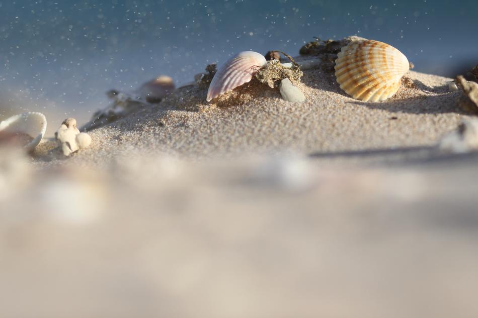Sea Sand Shells on coast