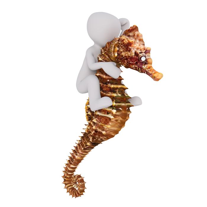 white male on sea horse
