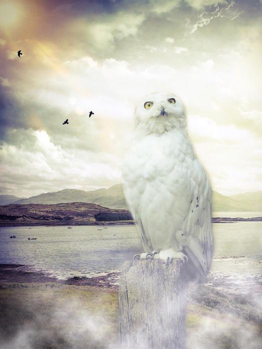 Barn Enchanted Owl