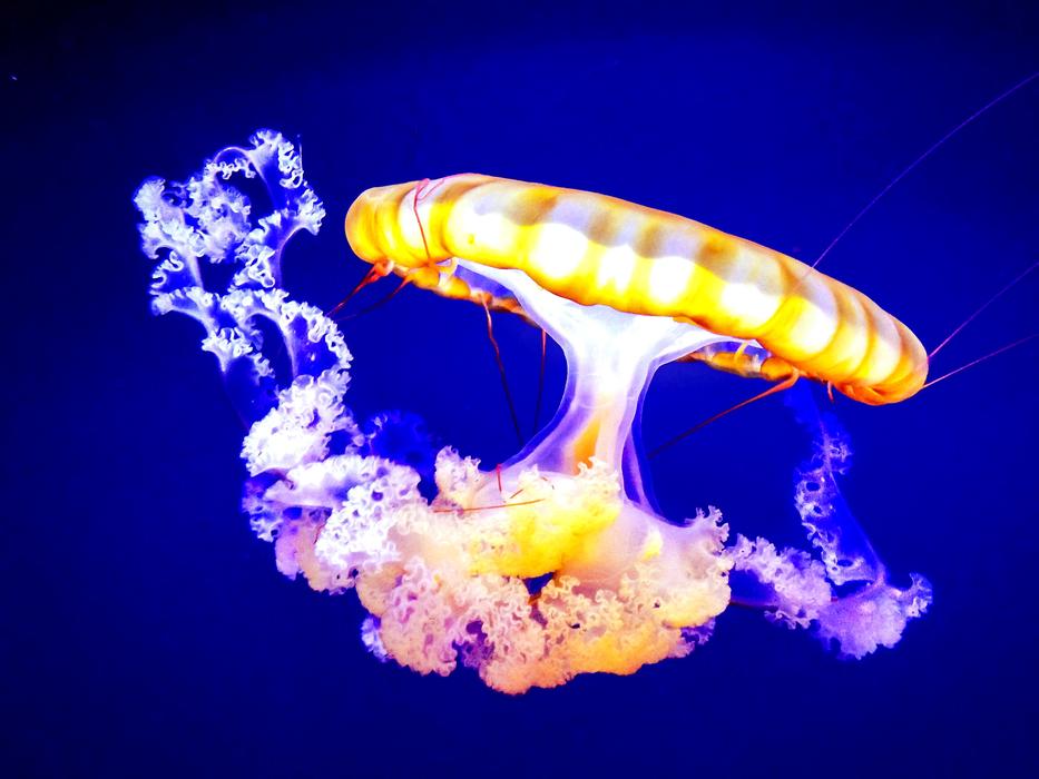 Jellyfish Aquarium Ocean