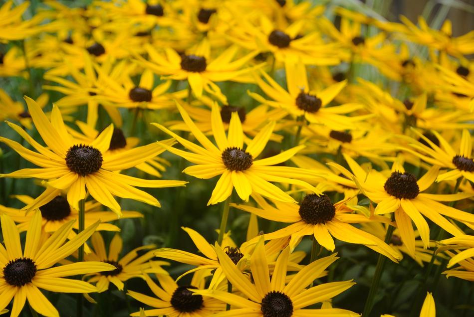 Sea Of Flowers Yellow close-up