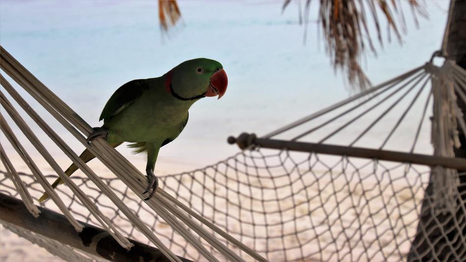 Bird on Beach In The Evening