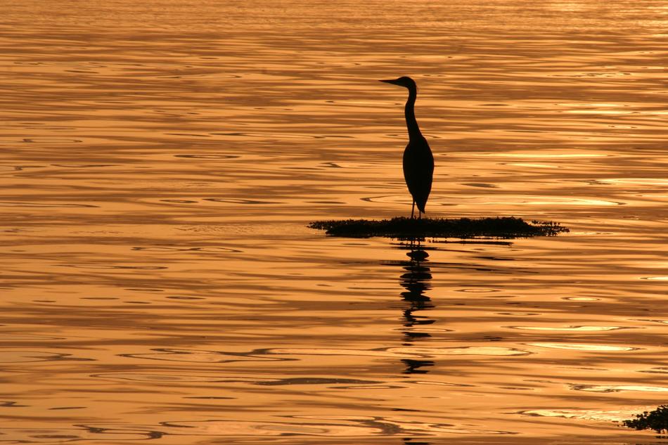 Blue Heron Sunsets Summer