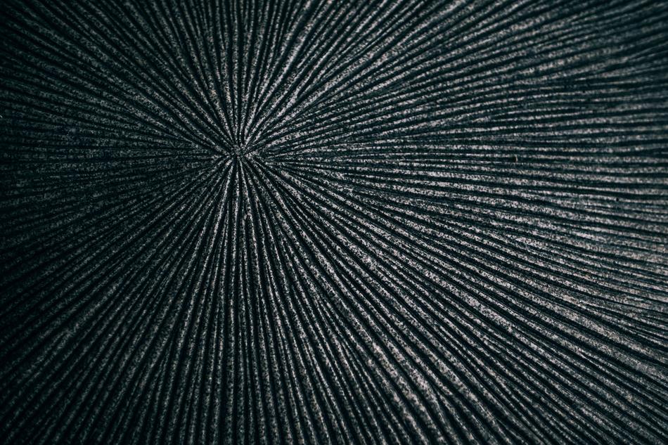 Black and white photo of the exotic design with lines