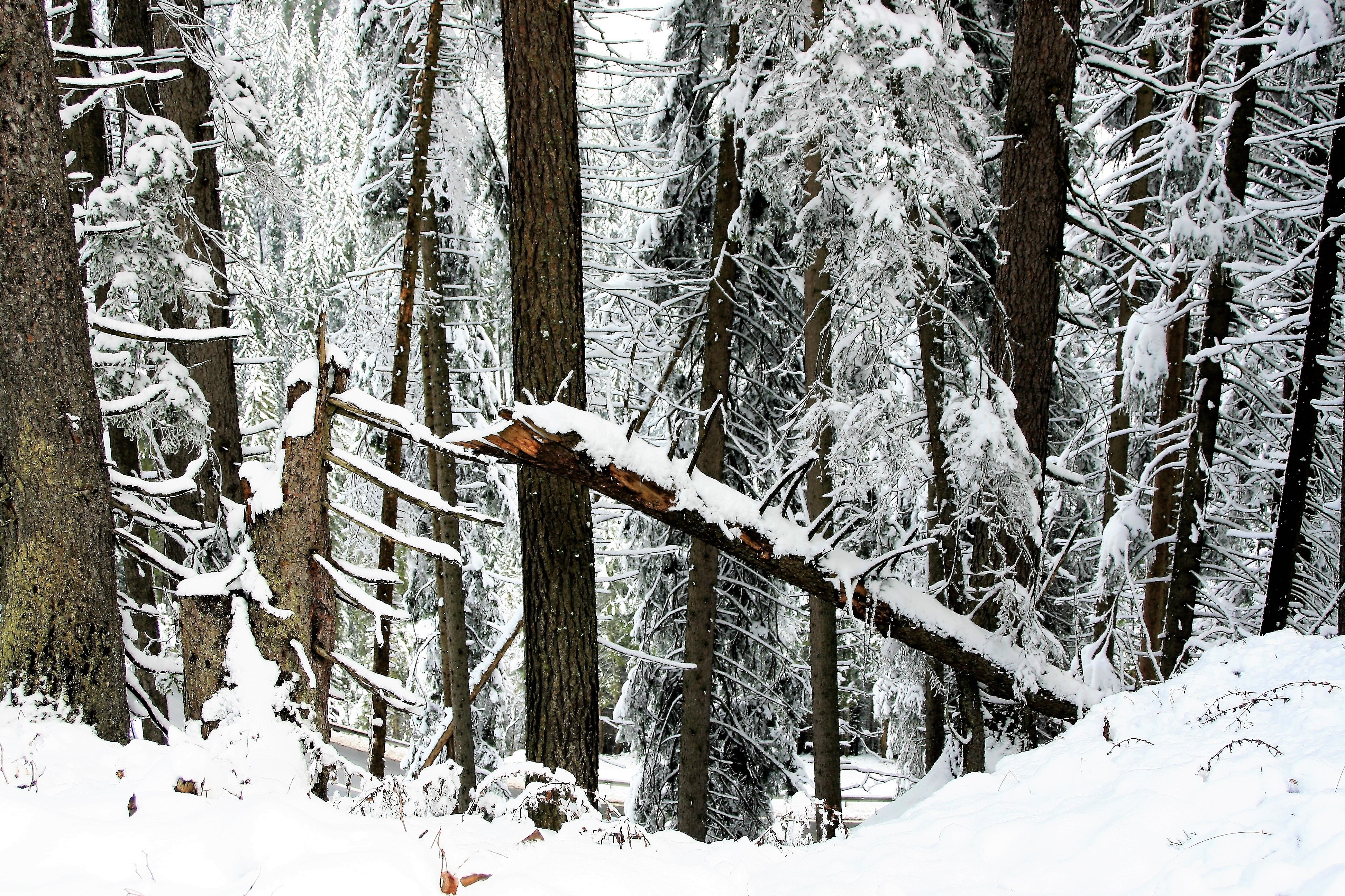 Поваленное дерево в зимнем лесу